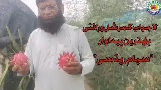 Best Dragon Fruit Variety For Commercial Farming || Tips & Tricks || Pak Dragon Fruit Farm
