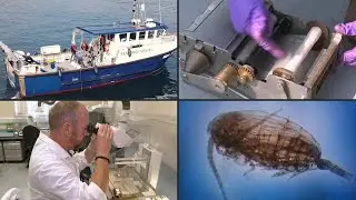 Plankton &ndash; Kleine Lebewesen mit globaler Wirkung | AFP