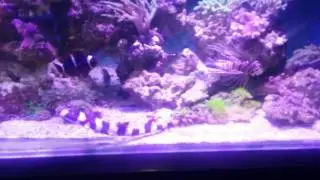 Acuario marino tiburón bambu