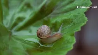 Gary's Micro-Adventure: What a Snail Sees in Your Backyard
