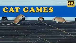 CAT GAMES TV | Real Mouse Catching Video for Cats to Watch | Cat TV for Cats to Watch 😺 4K