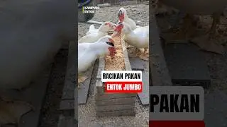 Racikan Pakan ENTOK JUMBO #entokjumbo #duck #entok