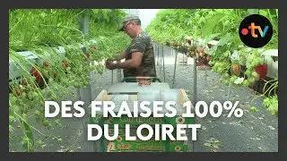 Agriculture : la r&eacute;colte des fraises solognotes s'acc&eacute;l&egrave;re avec le retour de la chaleur