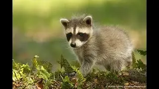 Что делать, если вы нашли... детеныша енота!