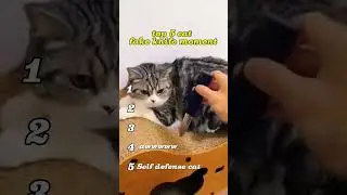 fake knife prank on cat #top5 #cat #skibiditoilet #cute #tophits