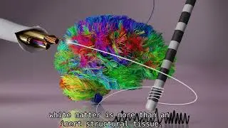 White matter signals reflect information transmission between brain regions during seizures