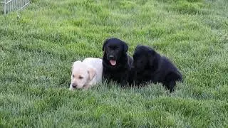 AKC Registered Labrador Retriever Puppies For Sale Sugarcreek, OH