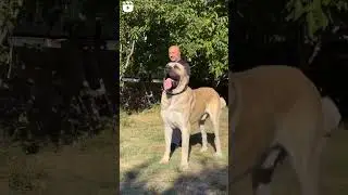 110 kg +100 cm Shoulder Height Dev/Giant TULGA from Malko&ccedil; Kennel Turkey