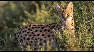 Africa&rsquo;s Rare & Curious Creatures &bull; Daily Dose of Nature
