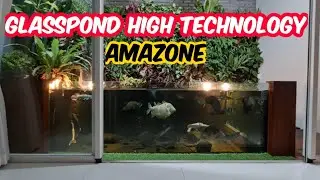 GLASSPOND AMAZONE HIGH TECHNOLOGY ISINYA IKAN PREDATOR MONSTER AMAZONE - HOBIES SURABAYA