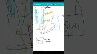 Larynx ( cartilage , joints, ligaments, muscles)