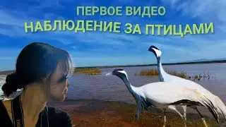 Любительское наблюдение за птицами в их естественной среде обитания.