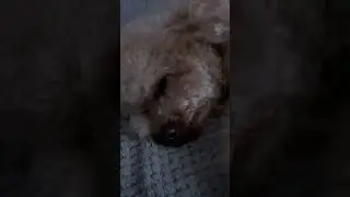 Бедняжка, он так устал сегодня утром 🥰