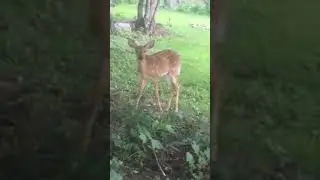 Deer Spotting in #Huntsville, ON | Alex Noudelman