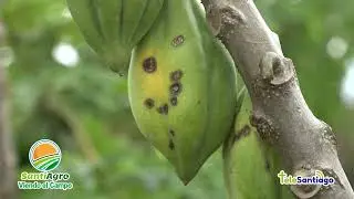 La Papayuela PARTE II | SantiAgro #CanalTelesantiago 16 Marzo 2022