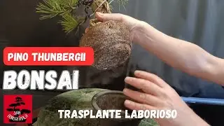 Pino thunbergii del mercadillo de UBE, llegó el momento de trasplantarlo y cambiar la maceta #bonsai