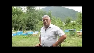 Baş Küngüt 