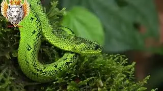 | Battles Of African Snakes | 🐍 🐍 🐍 #snake #africa #world #facts #youtube @NITHINJAANU1518