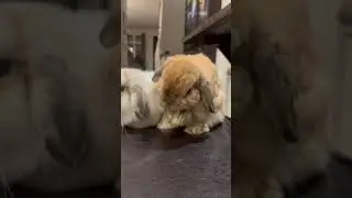 Cute bunny grooming adventures