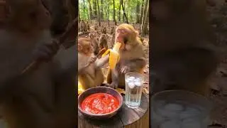 Monkey vibes all day! 🇺🇸🇬🇧  #MonkeyVibes #FunnyMonkey #CuteMonkey #MonkeyVideo #FunnyAnimals #Comedy