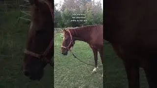 Reading a Horse&rsquo;s Body Language