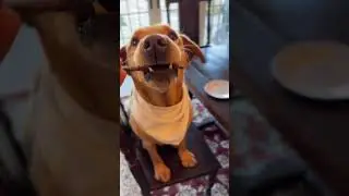 Transforme a sa&uacute;de do seu c&atilde;o com alimenta&ccedil;&atilde;o natural! 🐾🍖E-book:  