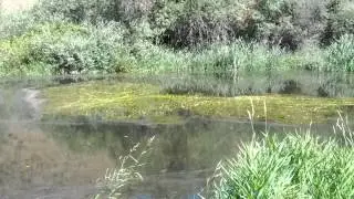 Ranas croando. Las Arenas. Segovia