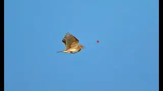 Hunting Skylark Using shotkam and Gemini Chokes - Caccia all'allodola - صيد مطوق  season 2022 part 3