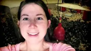 Herb Fed Turkey Chicks Arrival 2016