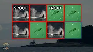Say The Word On The Beat - Whale Edition