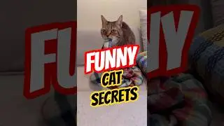Funny and Amazing Cat Secrets! #cat #animals #pets