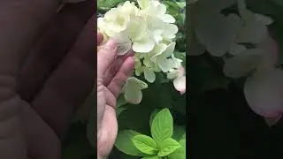 Панфлора 🌺красотка 😍в наличии!WhatsApp 89991568371