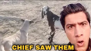 Vlogging With Twins Goats Took a Turn When Chief Showed Up 😱