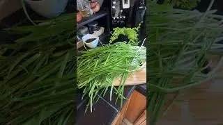 Garden success! Harvest Time!