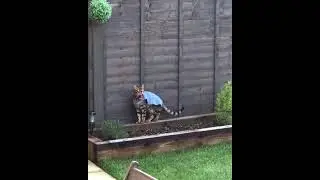 Bengal cat Jax testing out the new cat barrier fence in garden. Harness free