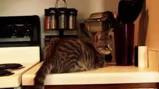 Cat Loves Keurig