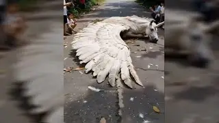 Udne wala horse | Unicorn caught on camera | real flying horse | udne wala ghoda real video |