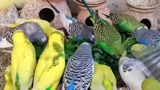 Love Birds | Australian Parrots | Budgies Breeding Pair | Budgies Family🦜🐦😘💕