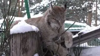 Oh, how I want to help the lynx, stroke it and scratch behind the ears.