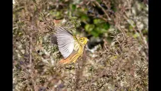 Gulsparv/Yellowhammer