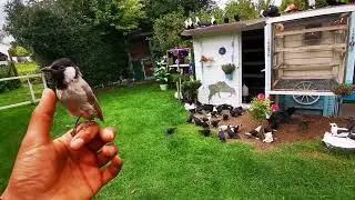 صورنالكم البلابل 🐦والطيور 🕊️والدجاج 🐔🐓احله متابعين 😘
