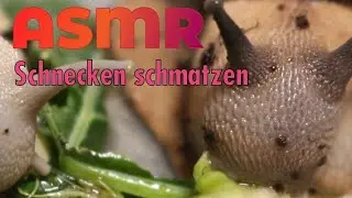 Улитки очень громко чмокают губами? Ахатины едят салат