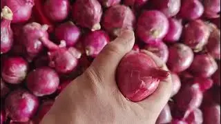 23kgs mesh bag red onion