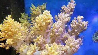 aqwarum luay broccoli coral