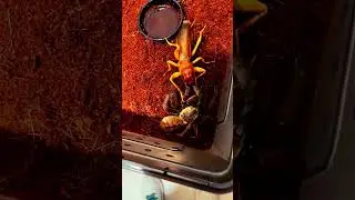 Camel Spider Vs Cockroach | Epic Insect Battle! | Bug Wars, Ant Fights & Predator Showdowns 🦗🔥