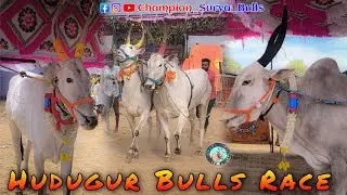Hudugur Bulls Race🚩 11/01/2026 Hallikar Bulls Race 💥walking video @Champion_Surya_Bulls 