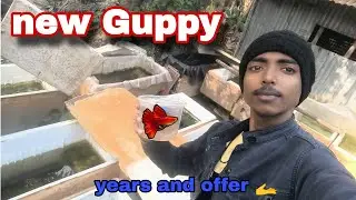 Guppy stock update . Best Guppy seller in West Bengal