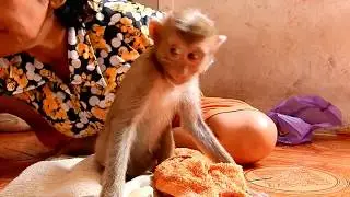 Sorry little Rose ! Little Rose feeling a bit hurt while cleaning injure | Stronger then before