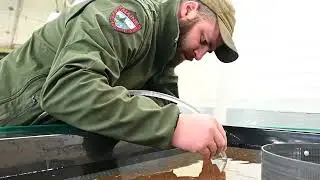 Shocking and Picking of Brook Trout Eggs at Dry Mills State Fish Hatchery