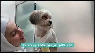 Expert Veterinary Care at Al Hayat Clinic | Comprehensive Pet Services in Dubai